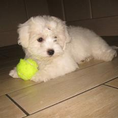 Coton de tulear Louisa