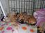 Chihuahua Hanne R.I.P  - Da hun var en baby :-)