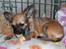 Chihuahua Hanne R.I.P  - Da hun var en baby :-)