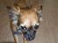 Chihuahua Hanne R.I.P 