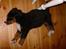 Berner sennenhund Indy