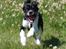 Blanding af racer Leopold - Leopold - 3 mdr - i fuld firspring!