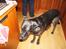 Blanding af racer Sheba