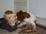Welsh springer spaniel Flicka †