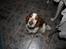 Welsh springer spaniel Flicka †