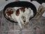 Welsh springer spaniel Flicka †