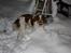 Welsh springer spaniel Flicka †