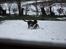 Welsh springer spaniel Flicka †