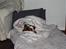 Welsh springer spaniel Flicka †