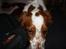 Welsh springer spaniel Flicka †