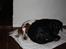 Welsh springer spaniel Flicka †