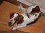 Welsh springer spaniel Flicka †