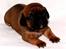 Blanding af racer Messi - 2 uger gammel