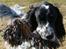 Engelsk setter Sascha