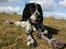 Engelsk setter Sascha