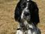 Engelsk setter Sascha