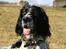 Engelsk setter Sascha