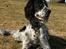 Engelsk setter Sascha