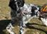 Engelsk setter Sascha