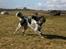 Engelsk setter Sascha