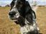 Engelsk setter Sascha
