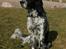 Engelsk setter Sascha