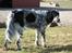 Engelsk setter Sascha