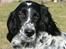 Engelsk setter Sascha