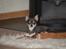 Chihuahua Anpalas Snow Angel ~ Zoie