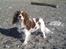 Cavalier king charles spaniel Thyholms Opus One - En lørdag på stranden :)