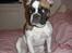 Fransk bulldog Karla (Tidligere hund)