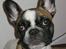 Fransk bulldog Karla (Tidligere hund)