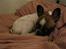Fransk bulldog Karla (Tidligere hund)
