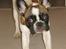 Fransk bulldog Karla (Tidligere hund)