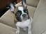 Fransk bulldog Karla (Tidligere hund)