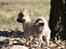 Chihuahua Bim Bim (Lulu (2010-2011)