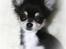 Chihuahua Nano 'Tass' Enzo (Udstationeret) - Tass 17 uger <3