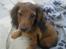 Miniature gravhund Hamie