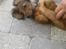 Miniature gravhund Hamie