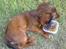 Miniature gravhund Hamie