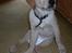 Labrador retriever Danny *Min* Tidl. Hund :( - Velkommen til Danny´s Profil :D <3