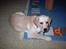 Labrador retriever Danny *Min* Tidl. Hund :( - Elsker dig Danny<3!