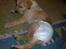 Labrador retriever Danny *Min* Tidl. Hund :( - Danny med ble ;) FUCH HVOR JEG SAVNER DIG MIN ELSKEDE HUND :´(