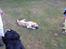 Labrador retriever Danny *Min* Tidl. Hund :( - Min bold muahahah ;)