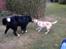 Labrador retriever Danny *Min* Tidl. Hund :(