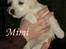 Blanding af racer Mimi R.I.P