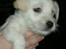 Blanding af racer Mimi R.I.P