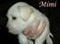 Blanding af racer Mimi R.I.P