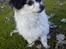 Blanding af racer Gizmo - ny klippet 