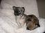 Chihuahua Bim Bim (Lulu (2010-2011)